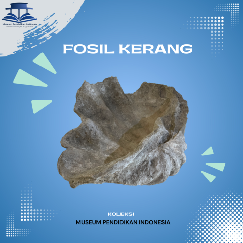 Fosil Kerang